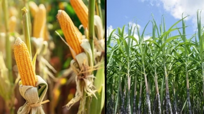 Etanol de milho ou cana-de-açúcar? Entenda a diferença e as vantagens