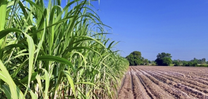Minas Gerais alcança 79,18 milhões de toneladas de cana moídas na safra 24/25