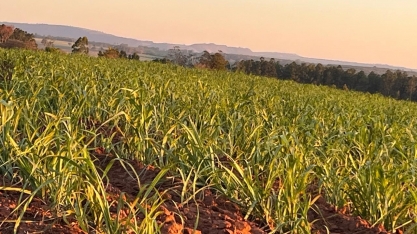 Sindaçúcar-AL: safra ultrapassa 9 milhões de tonelada de cana processadas