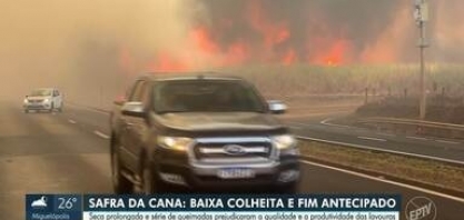 Seca e queimadas prejudicam safra da cana-de-açúcar em Sertãozinho