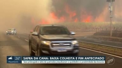 Seca e queimadas prejudicam safra da cana-de-açúcar em Sertãozinho