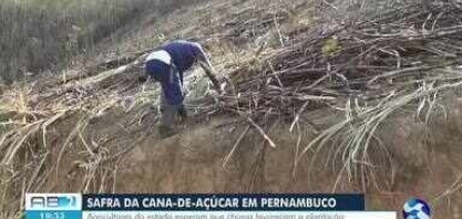 Safra de cana-de-açúcar em Pernambuco