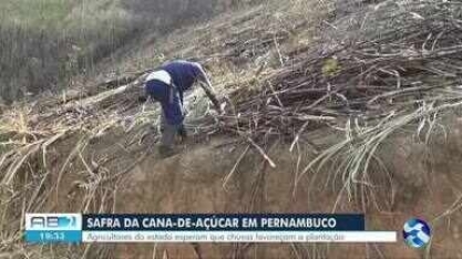 Safra de cana-de-açúcar em Pernambuco