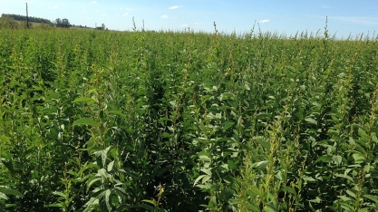 Nova variedade de feijão guandu combate nematoides e auxilia na alimentação animal