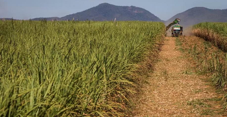 Antecipação das chuvas em outubro favoreceu as plantas — Foto: Wenderson Araújo/CNA