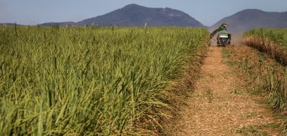 Consultoria eleva projeção para safra de cana em 2025/26