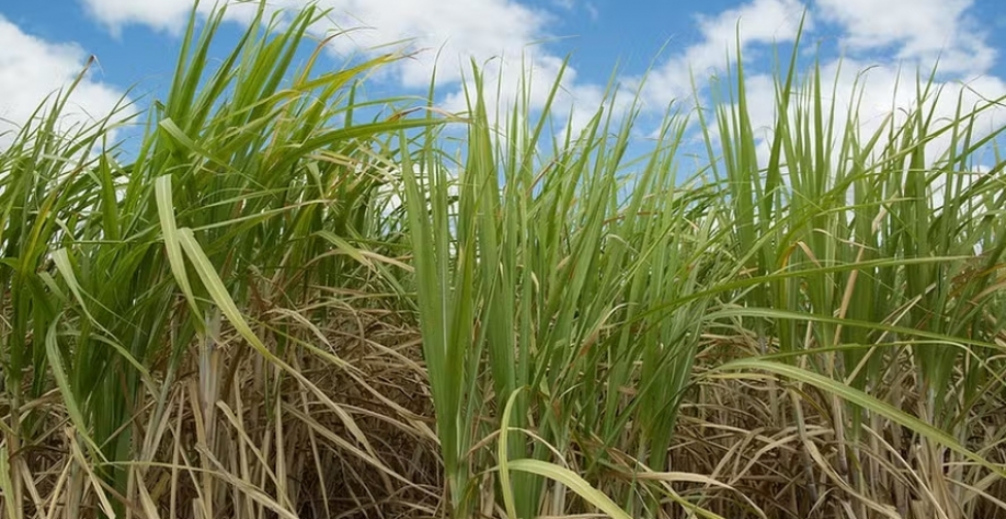 Até o fim do segundo trimestre, a Zilor havia processado 4,6 milhões de toneladas de cana-de-açúcar, um volume 7,6% menor do que o do ano passado — Foto: Wenderson Araujo/CNA