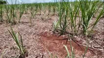 A safra da cana-de-açúcar está chegando ao fim