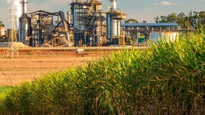 Cultivo de cana-de-açúcar e criação de gado de corte foram destaques em Goiás em 2024, aponta Faeg