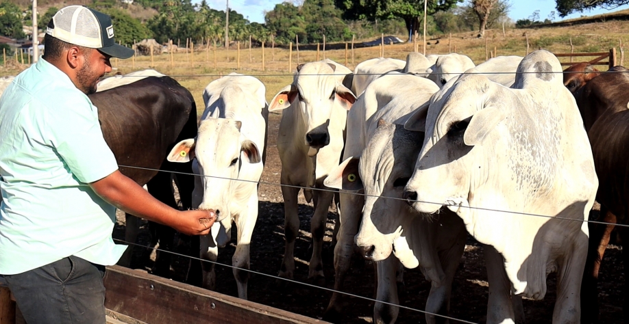 Confinamento funciona em uma área considerada simples e organizada - Foto: BCCOM Comunicação