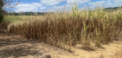 Seca se agrava e começa a matar canaviais de Pernambuco. Coaf terá quebra de 10% na safra 