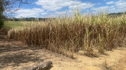 Seca se agrava e começa a matar canaviais de Pernambuco. Coaf terá quebra de 10% na safra 