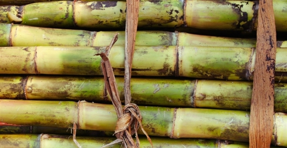 Apesar da escassez de matéria-prima, o mercado internacional de açúcar apresenta preços atrativos - Foto: Canva