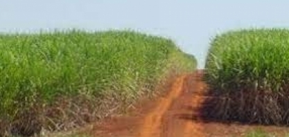 Treinamentos de Boas Práticas Agrícolas da Corteva Agriscience voltados à cultura canavieira atingem mais de 1100 produtores e aplicadores em 2024