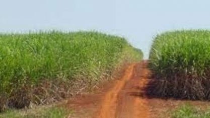 Treinamentos de Boas Práticas Agrícolas da Corteva Agriscience voltados à cultura canavieira atingem mais de 1100 produtores e aplicadores em 2024