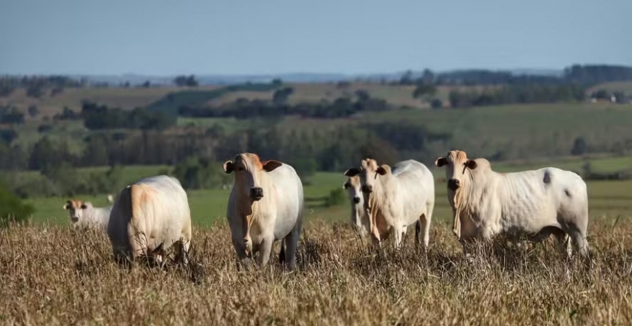 Pecuária ocupa 164 milhões de hectares de terras no Brasil — Foto: José Fernando Ogura/AEN