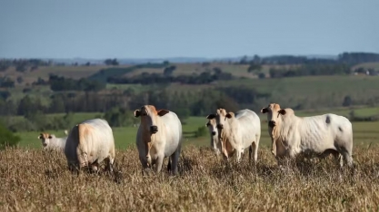 Pasto, soja e cana dominam a área de produção agropecuária no país