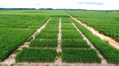Workshop apresenta soluções inteligentes para o setor bioenergético no Nordeste