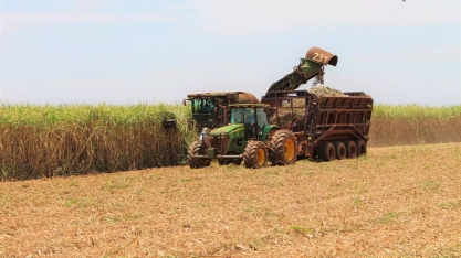 Produtividade da cana tem queda de 19% em novembro no Centro-Sul; área plantada cresceu em MS