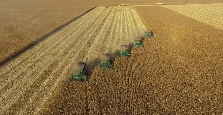 Associados da Coopercotton cultivam cerca de 100 mil hectares de milho perto de futura planta — Foto: FS/Divulgação