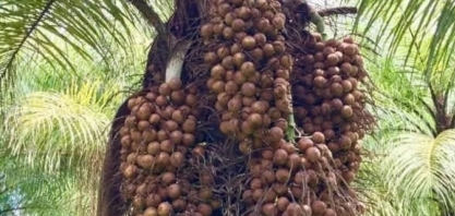 Comissão aprova projeto que reduz tributação sobre biodiesel de dendê