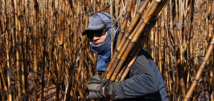 AFCP/UFPE tem projeto aprovado pela Facepe/Finep para a melhoria do corte manual e mecanizado da cana