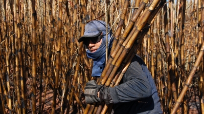 AFCP/UFPE tem projeto aprovado pela Facepe/Finep para a melhoria do corte manual e mecanizado da cana
