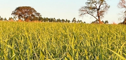 AGU vai propor conciliação em disputa bilionária no setor de açúcar e álcool