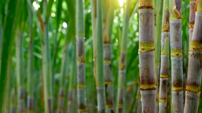MG: VBP da agropecuária cresce 5,6% e é estimado em R$ 139,7 bilhões