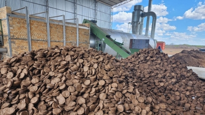 Sorgo-biomassa é alternativa sustentável para geração de energia no Brasil