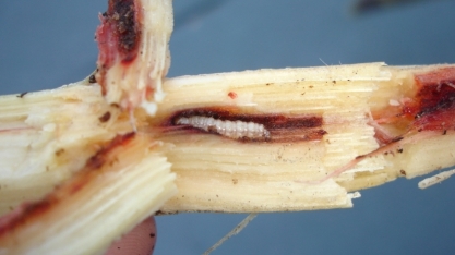 CTC/Cana: infestação por broca eleva custo de produção do açúcar em 6% e do etanol em até 18%