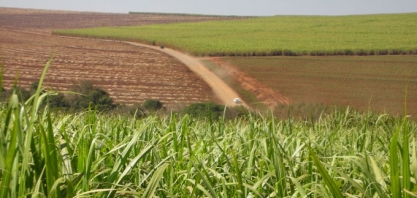 Safra canavieira no Nordeste: crescimento apesar da seca