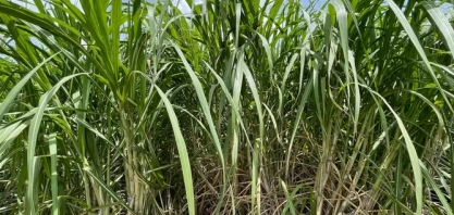 Alagoas terá redução de 1 milhão de toneladas de cana na safra 24/25