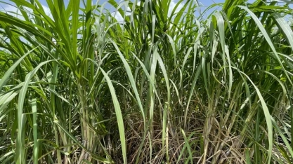 Alagoas terá redução de 1 milhão de toneladas de cana na safra 24/25