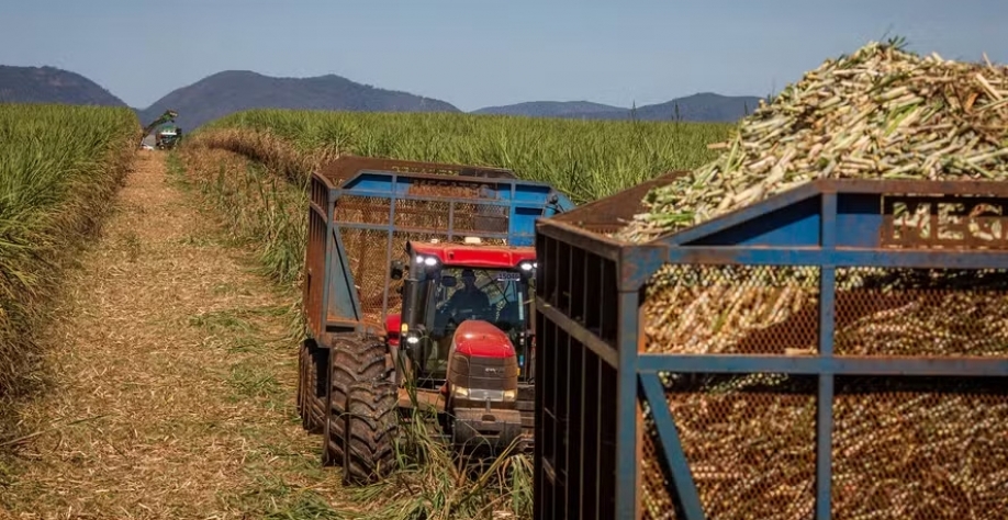Produtividade dos canaviais da Raízen caiu 13% — Foto: Wenderson Araújo/CNA