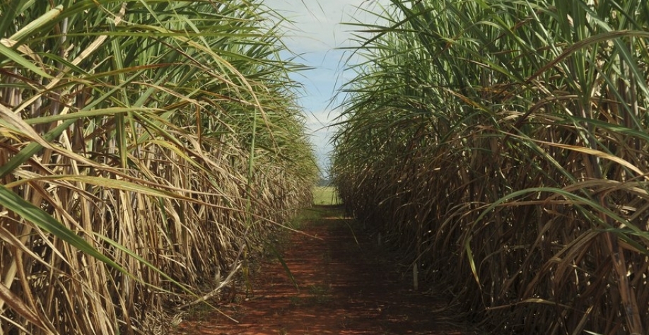 Antes exclusivo das usinas produtoras de etanol, crédito por descarbonização passa a remunerar também os produtores de cana-de-açúcar voltados à produção de biocombustível Elza Fiuza/ABr