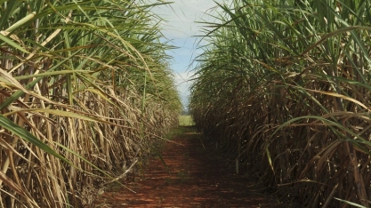 Sancionada lei que remunera produtor de cana por créditos do Renovabio
