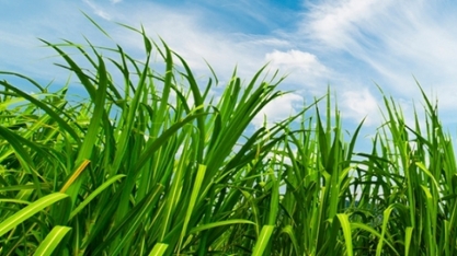 Óleo feito de cana-de-açúcar pode reduzir em 50% as emissões de gases da aviação, diz pesquisa