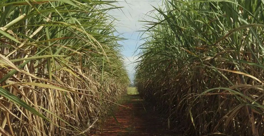 Plantão de cana-de-açúcar / Créditos: Elza Fiuza/Agência Brasil