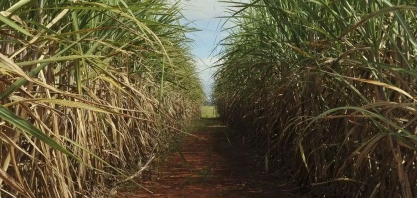 Lei que altera Renovabio agrada produtores, mas multa acende alerta para judicialização