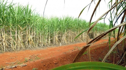 Sindaçúcar-AL: safra acumula mais de 10,5 m de toneladas de cana processadas