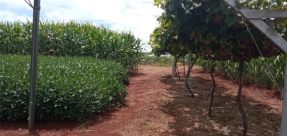 Secretaria de Agricultura de SP na 18ª Coopershow leva destaques em inovação e sustentabilidade para produtores rurais