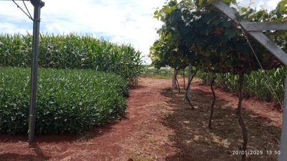 Secretaria de Agricultura de SP na 18ª Coopershow leva destaques em inovação e sustentabilidade para produtores rurais