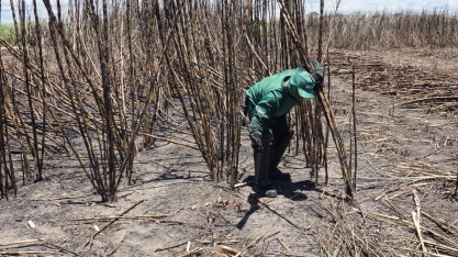 Safra tem crescimento acumulado na quantidade de cana esmagada de 4,3%