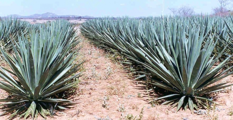 Foto: Odilon Reny R. F. da Silva/ Embrapa