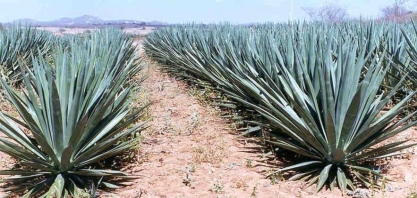 Projeto vai estruturar indústrias de sisal para a produção de biocombustível