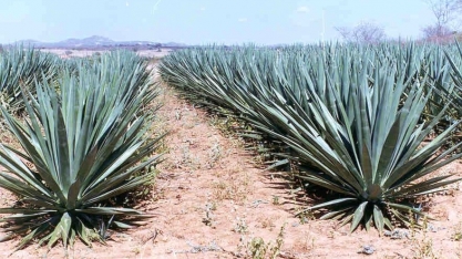 Projeto vai estruturar indústrias de sisal para a produção de biocombustível
