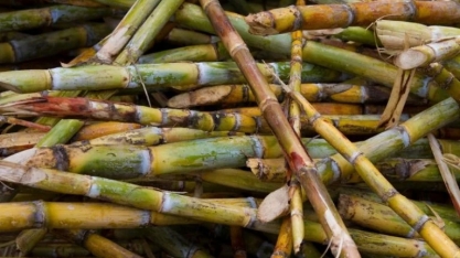 Produtividade da Cana da Safra 2025/26 Deve Ser Menor