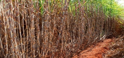 Adoção de novas variedades aumenta rendimento da cana-de-açúcar em pelo menos 20%, diz CTC
