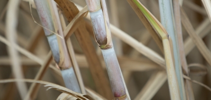 Goiás prevê crescimento de 11,4% na produção de grãos; cana-de-açúcar avança 14,5%